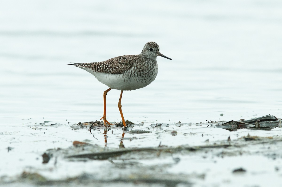 小黃腳鷸 - ML645047189