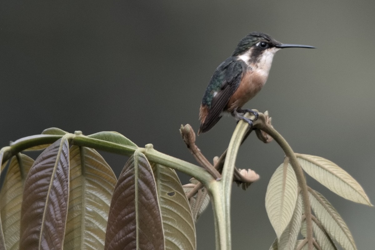 Gorgeted Woodstar - ML645047190