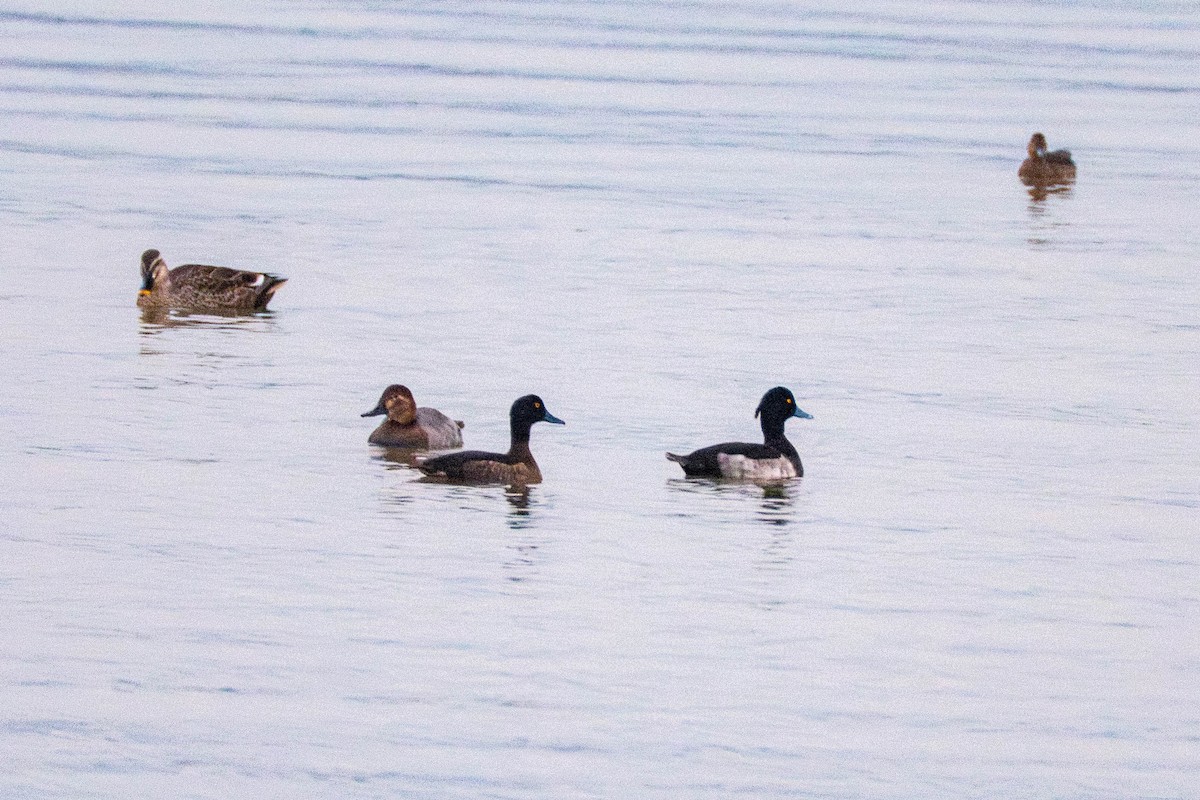 鳳頭潛鴨 - ML645047191