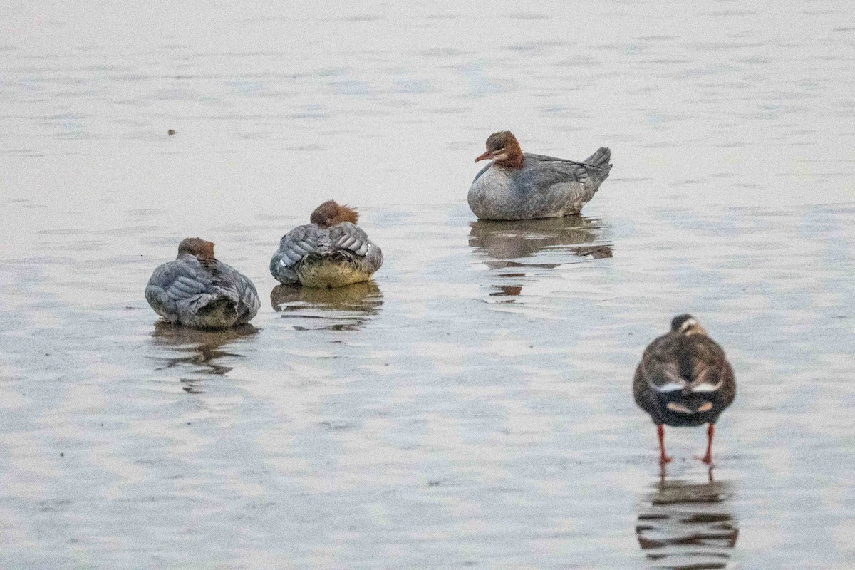 川秋沙 - ML645047194