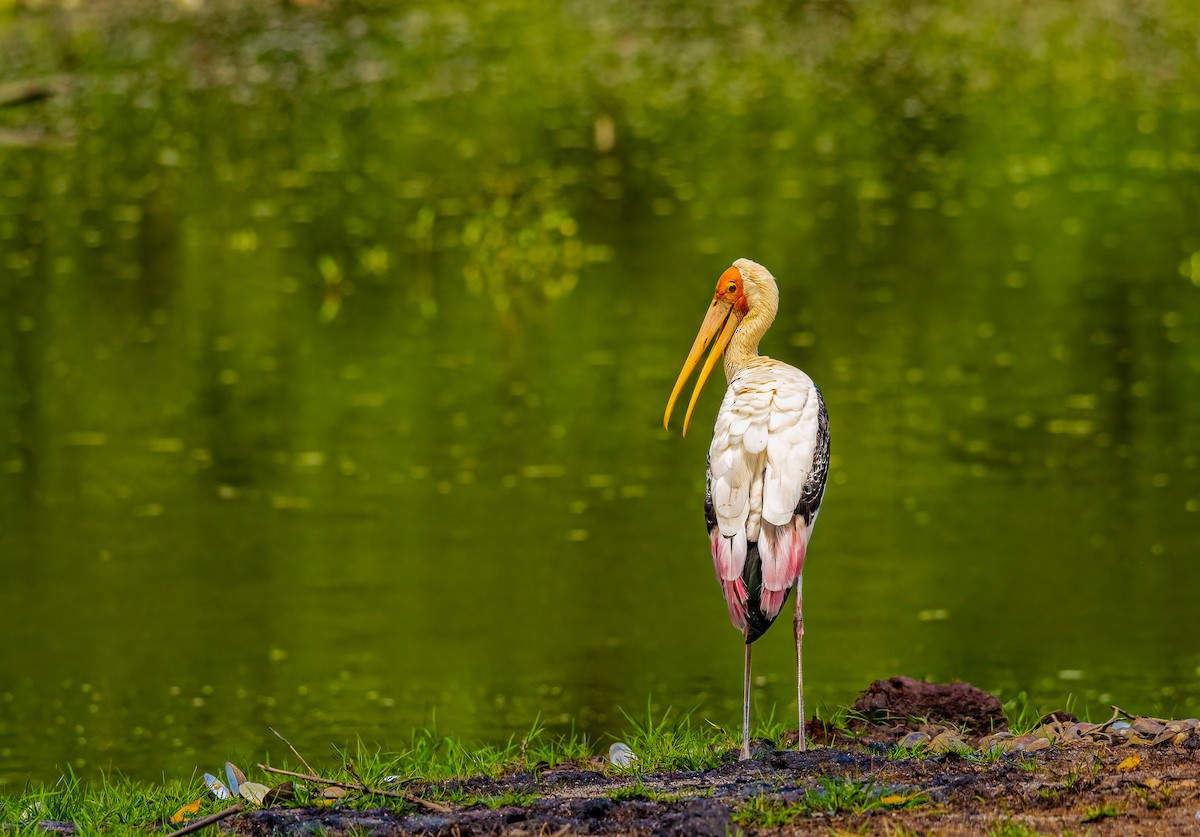 Painted Stork - ML645047195