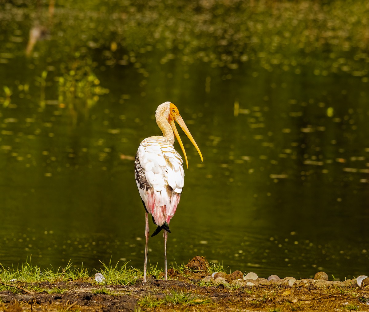 Painted Stork - ML645047196