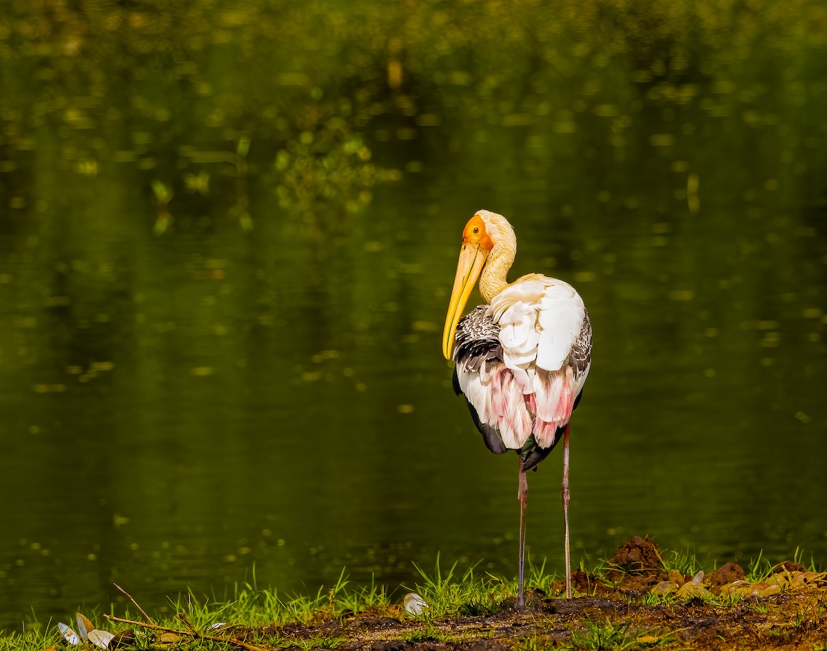 Painted Stork - ML645047197