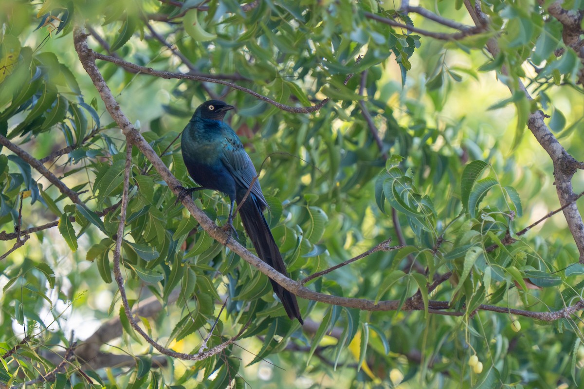 長尾麗椋鳥 - ML645047200