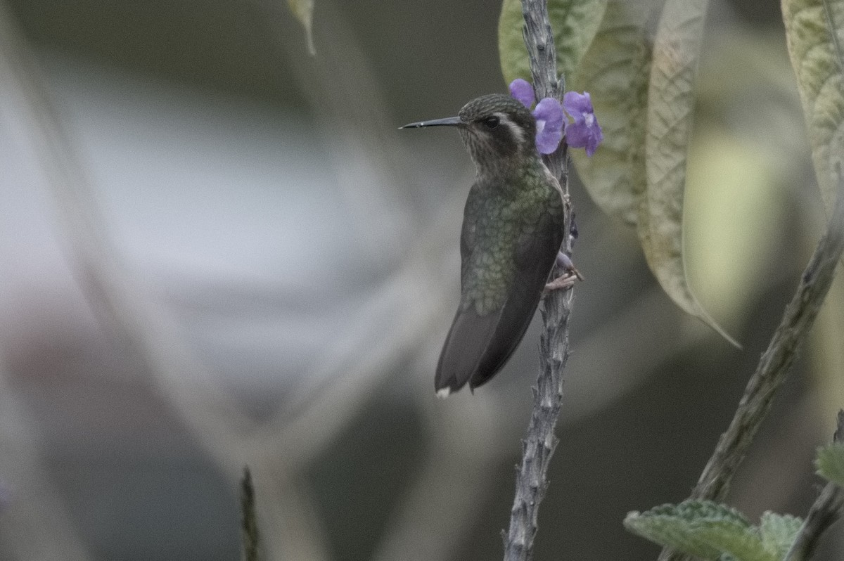 Speckled Hummingbird - ML645047203