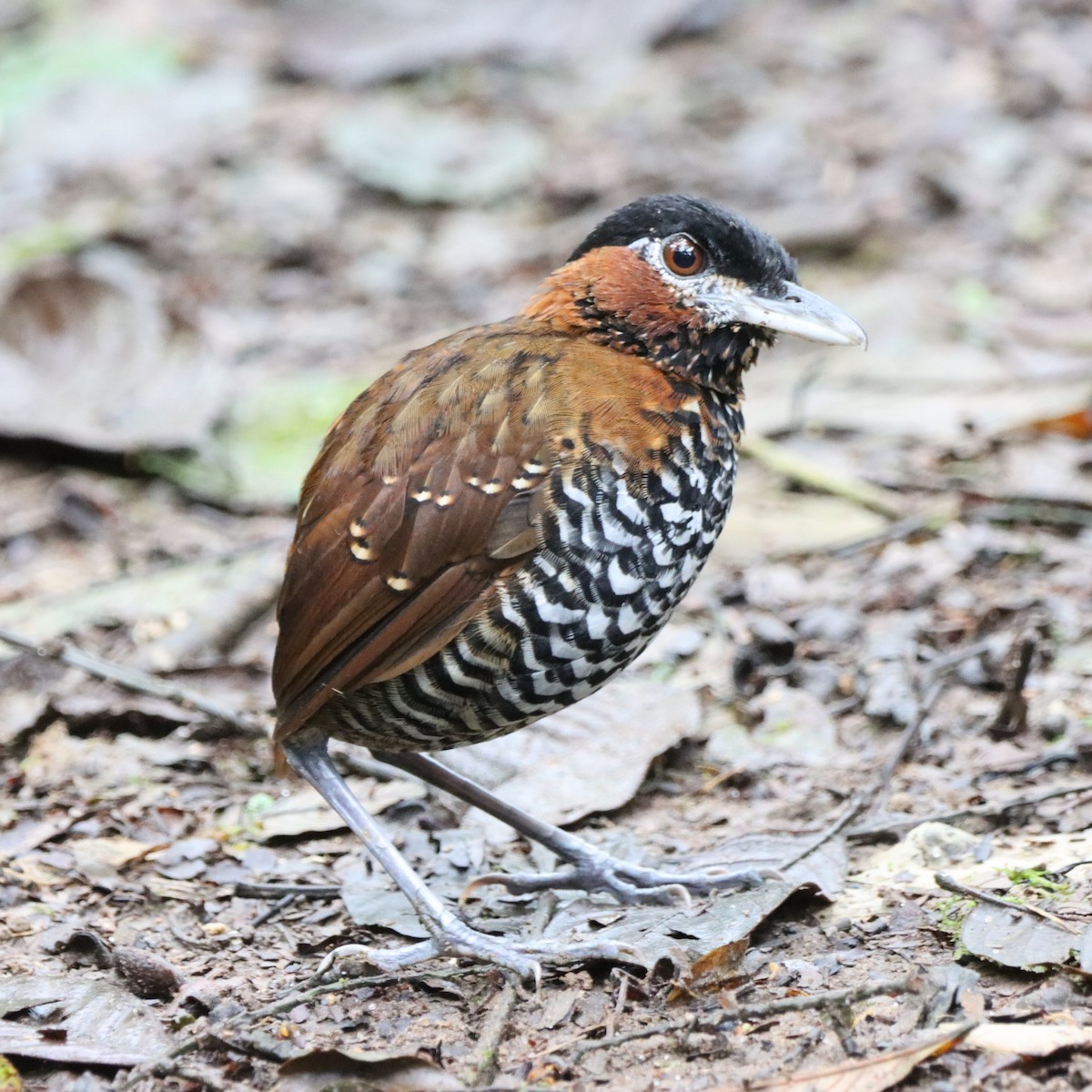 Black-crowned Antpitta - ML645047205