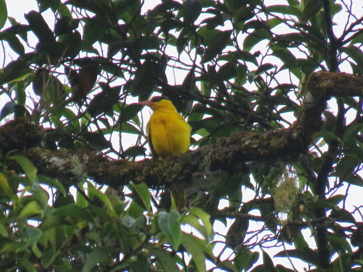 黃鸝 - ML645047206