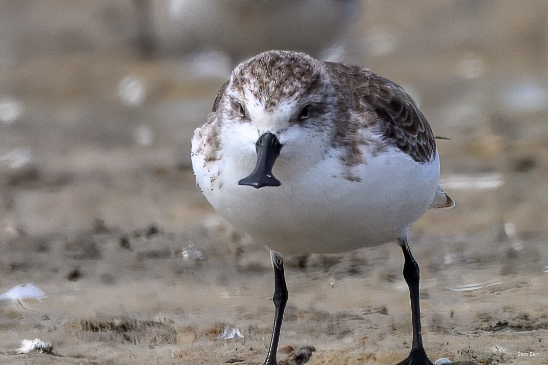 琵嘴鷸 - ML645047207