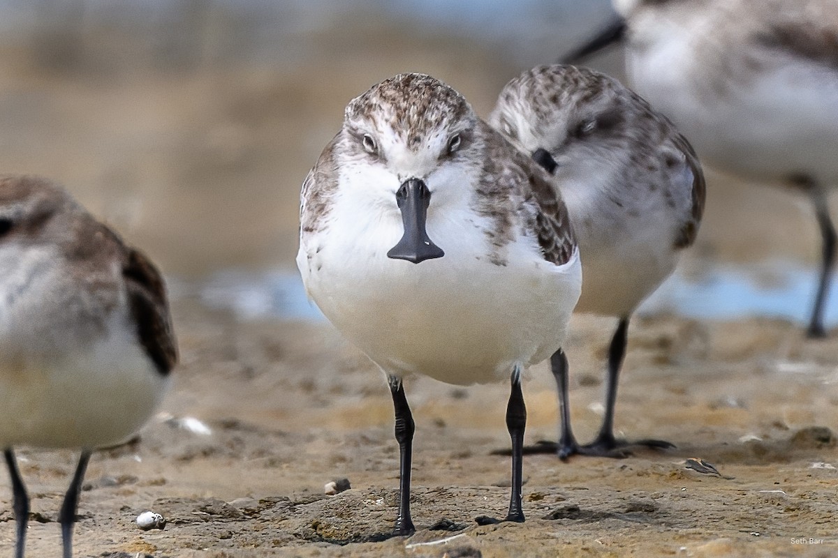 琵嘴鷸 - ML645047208