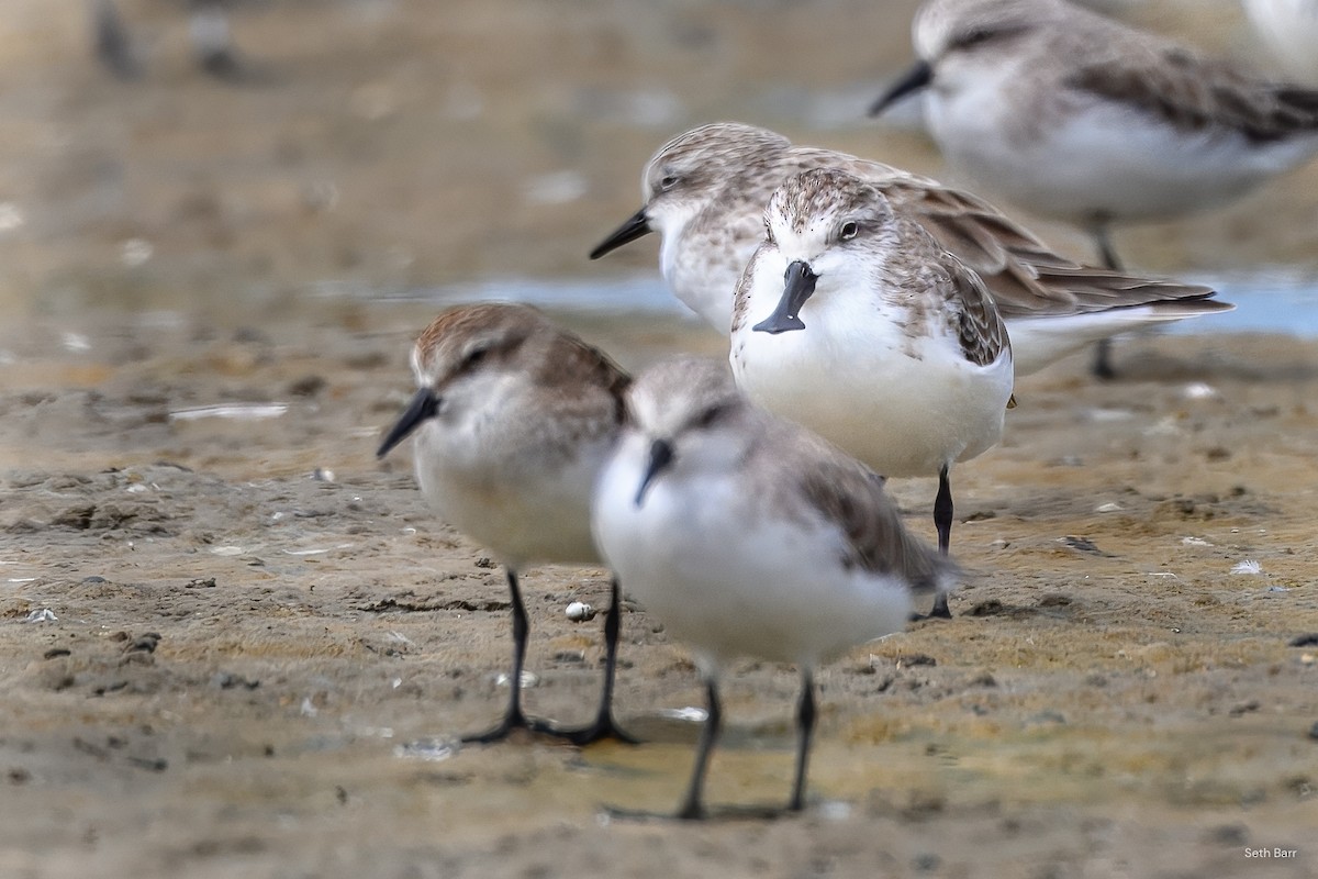 琵嘴鷸 - ML645047209