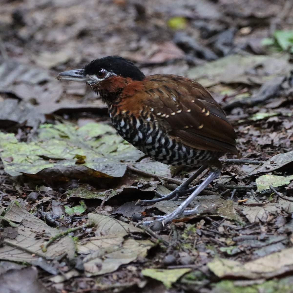 Black-crowned Antpitta - ML645047213