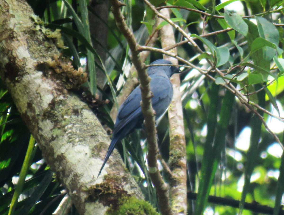 Cerulean Cuckooshrike - ML645047216