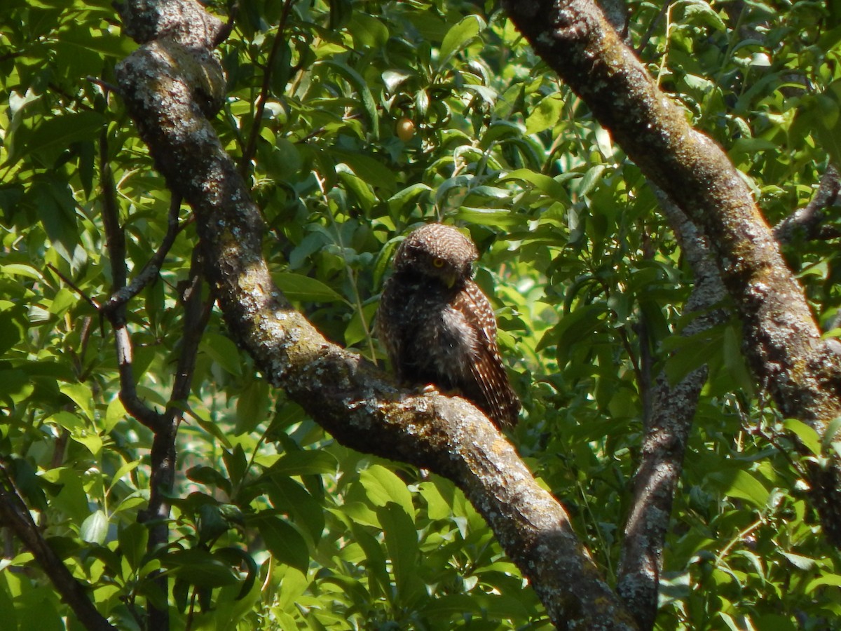Asian Barred Owlet - ML645047219