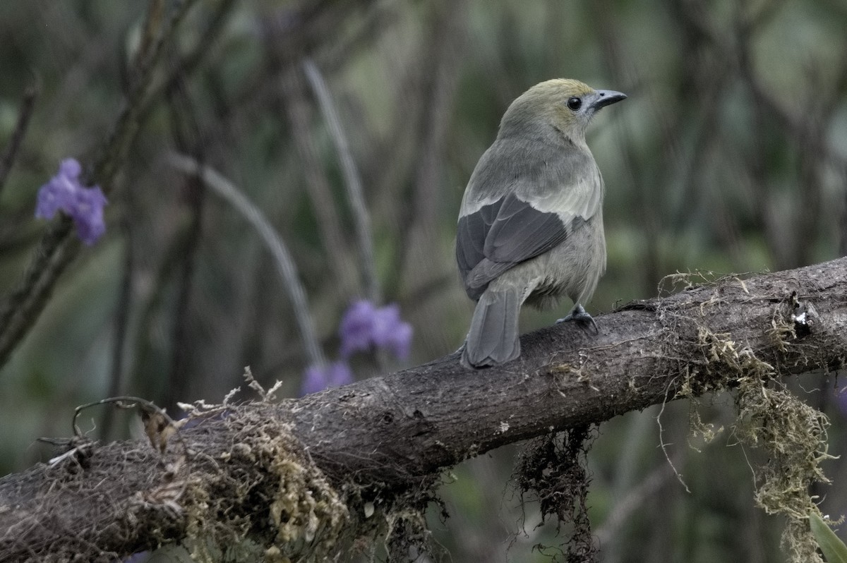 Palm Tanager - ML645047222