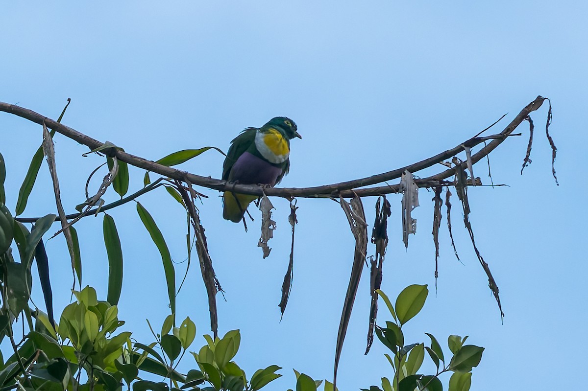 Geelvink Fruit-Dove - ML645047230