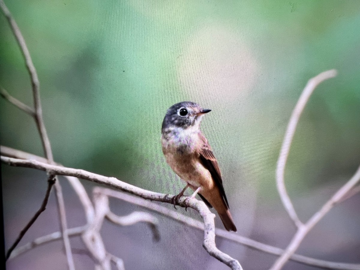 Gobemouche ferrugineux - ML645047231