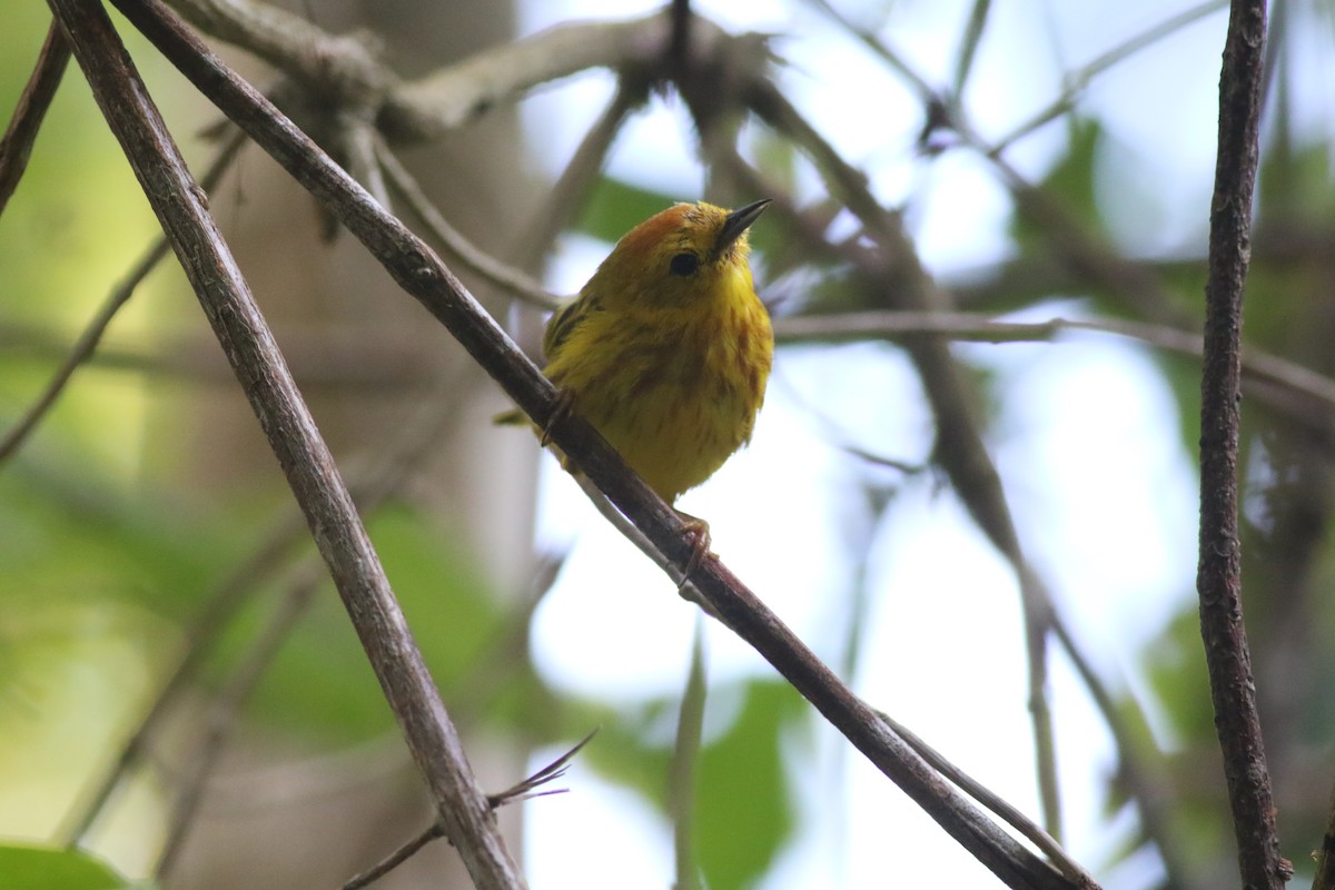 mangroveparula (rufivertex) - ML645047236