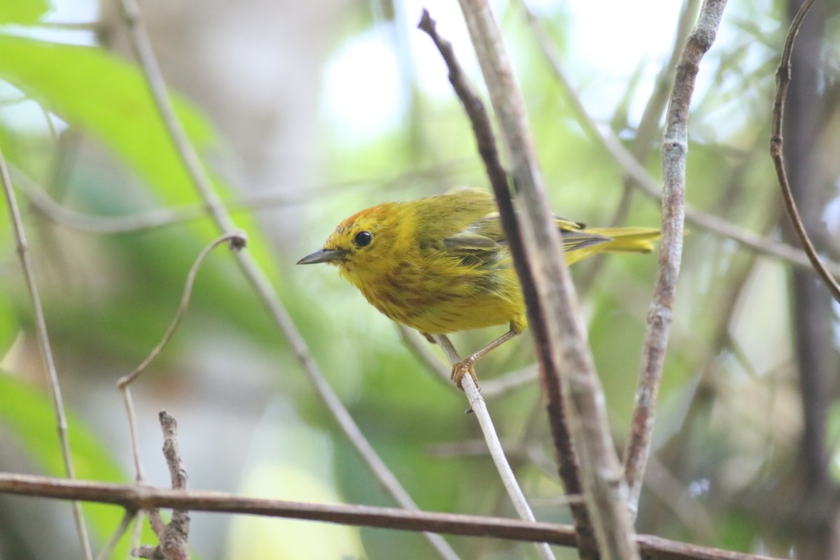 mangroveparula (rufivertex) - ML645047237