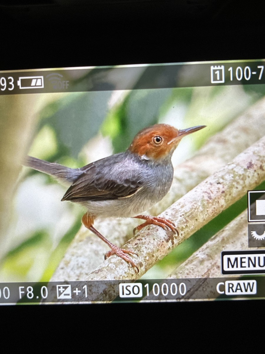 Ashy Tailorbird - ML645047252