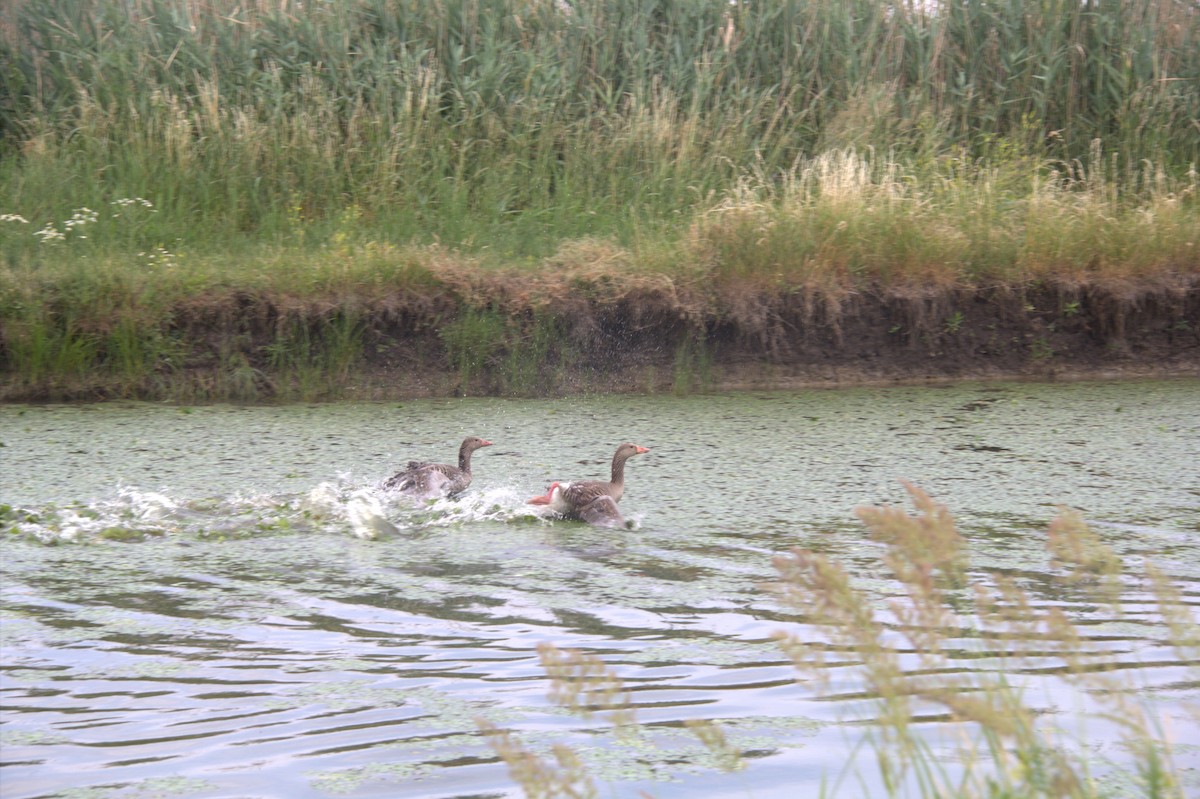 Graylag Goose - ML645047253