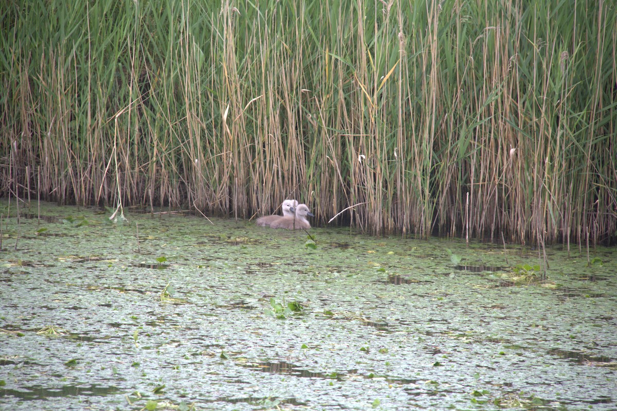 Graylag Goose - ML645047254