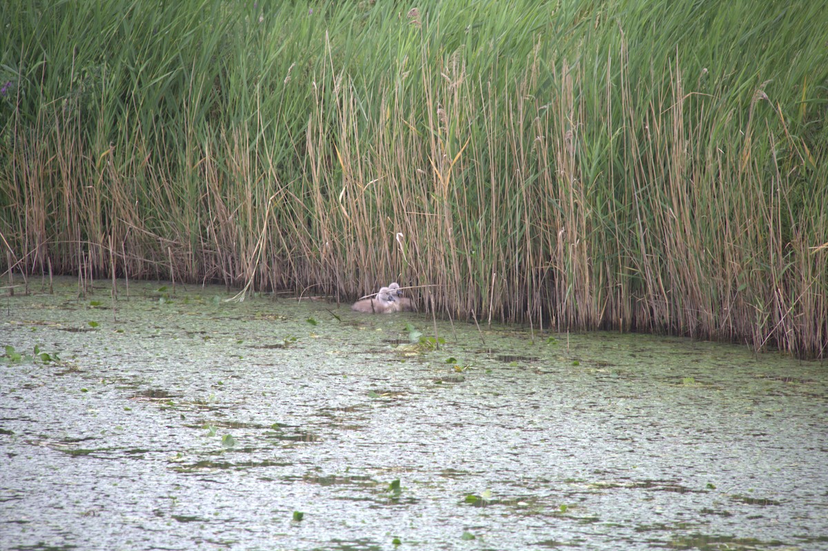 Graylag Goose - ML645047255
