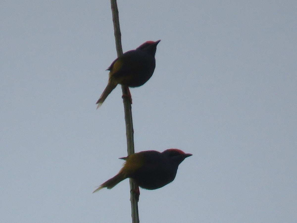 Fiery-browed Myna - ML645047256