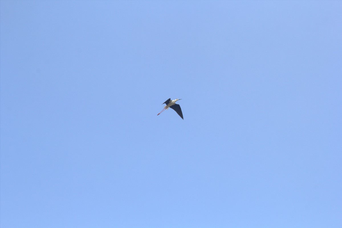 Zankaluze eurasiarra - ML645047257