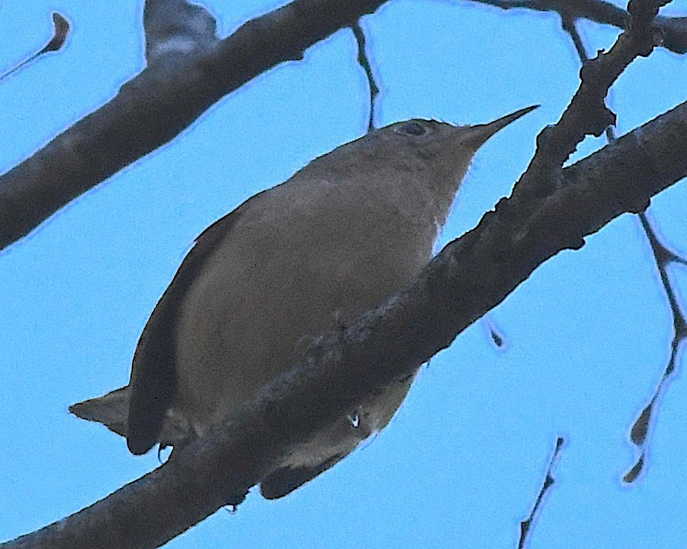 Southern House Wren - ML645047259