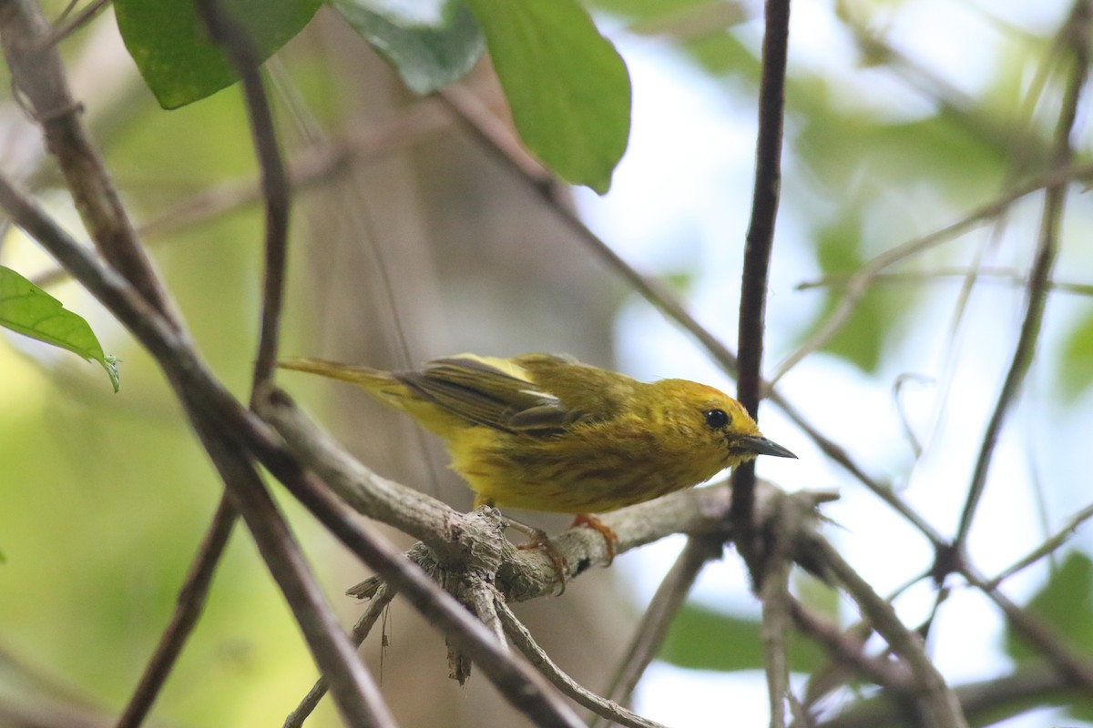 mangroveparula (rufivertex) - ML645047262