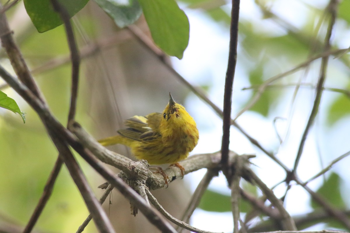 mangroveparula (rufivertex) - ML645047263