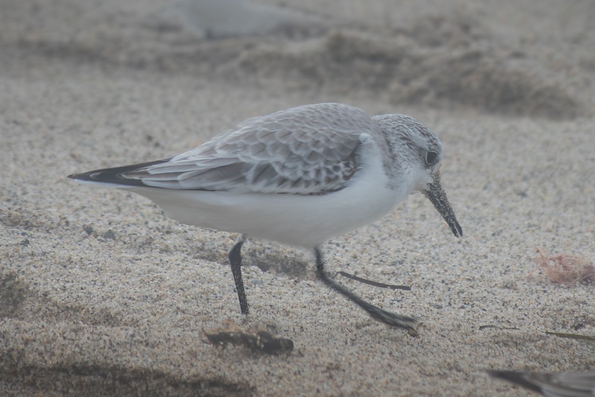 Txirri zuria - ML645047271