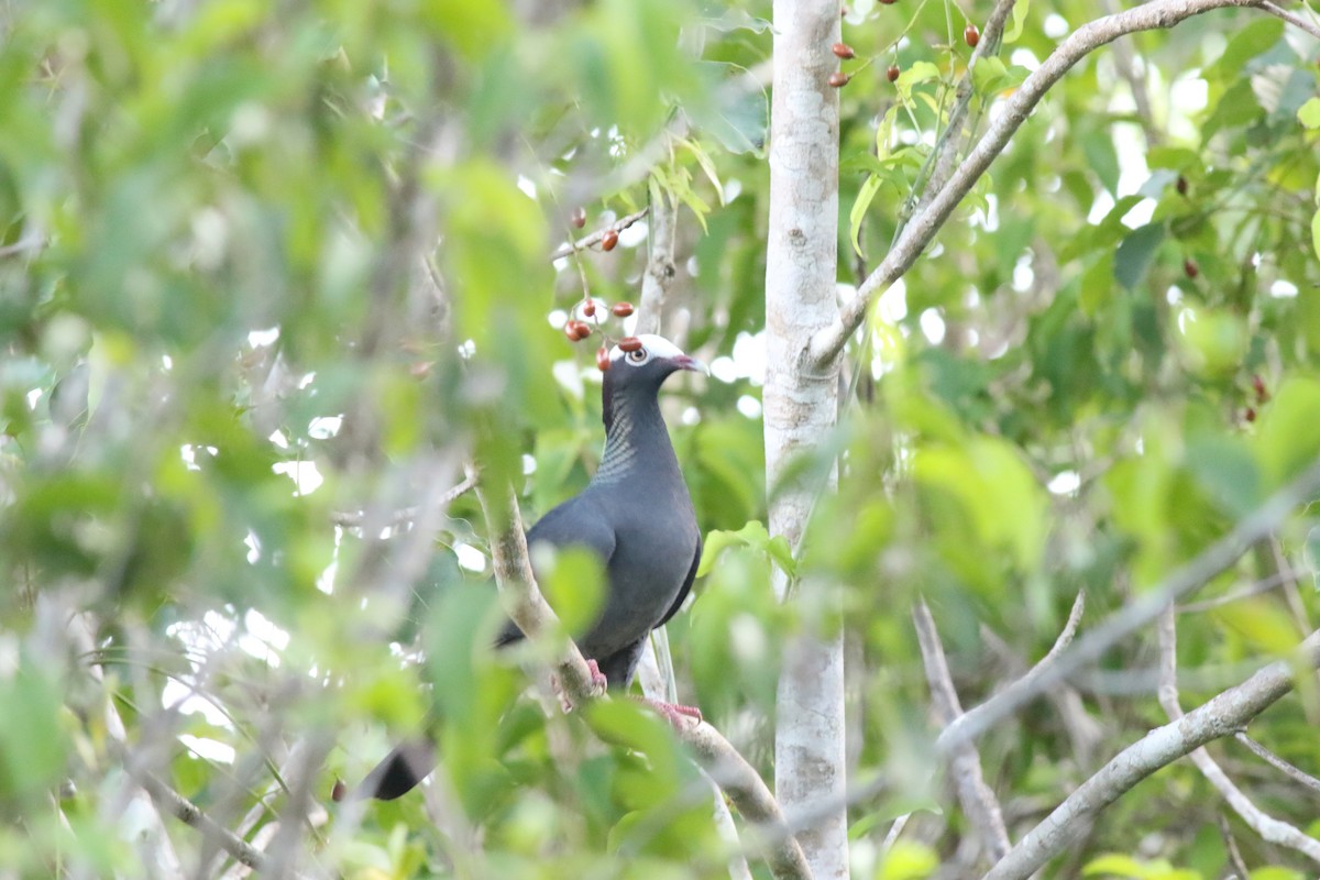 White-crowned Pigeon - ML645047302