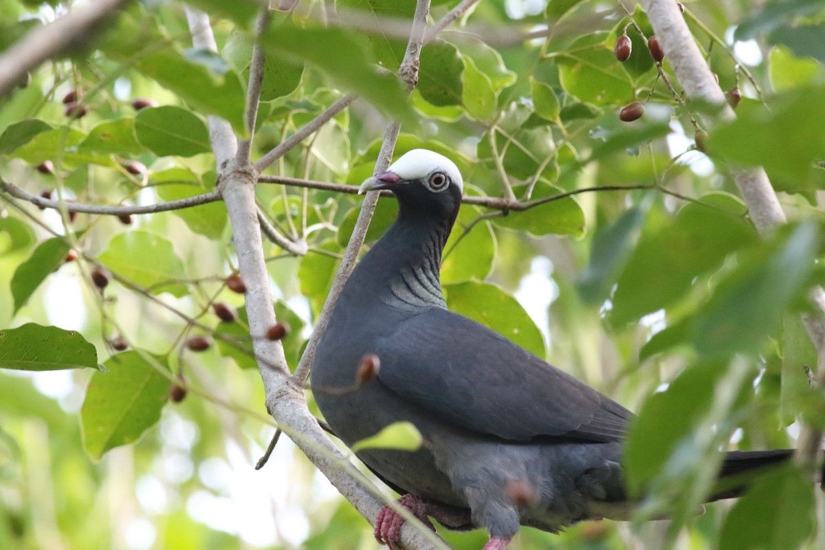 White-crowned Pigeon - ML645047303