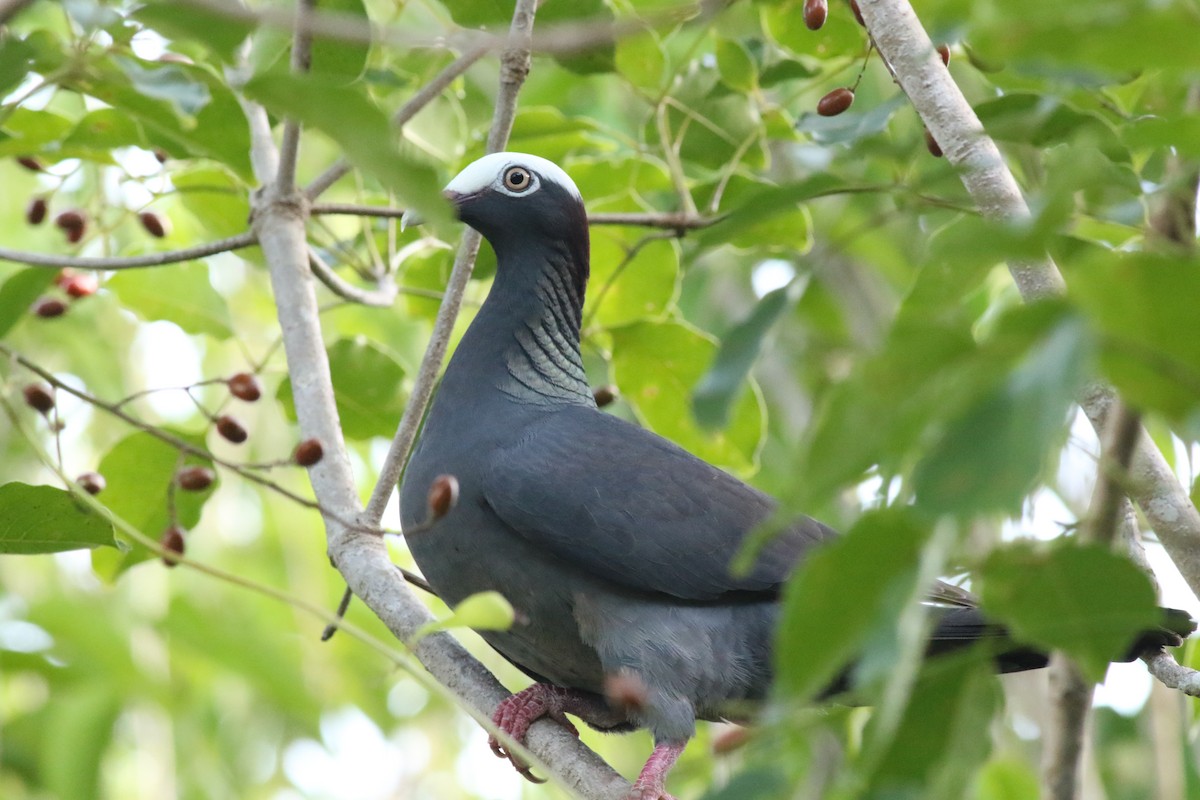 White-crowned Pigeon - ML645047304