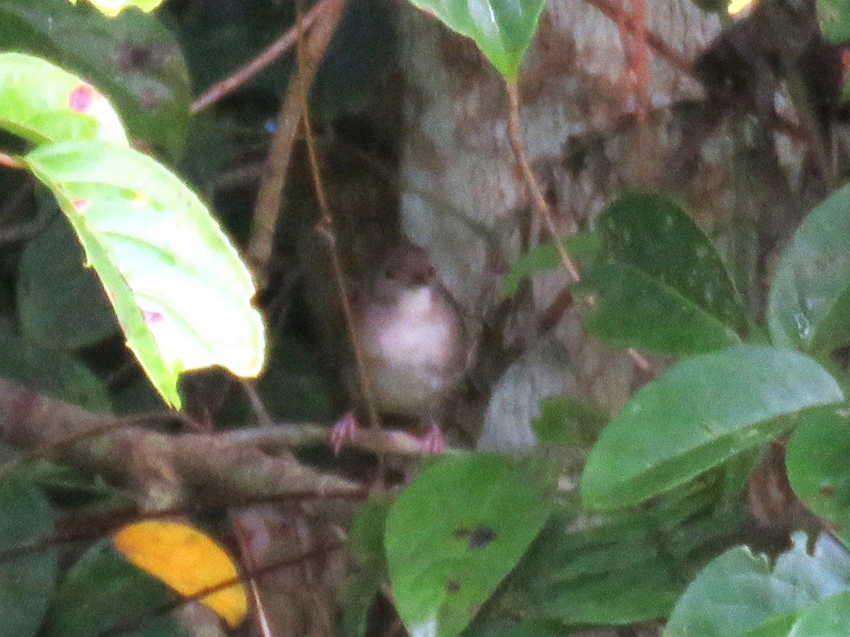 Sulawesi Babbler - ML645047328