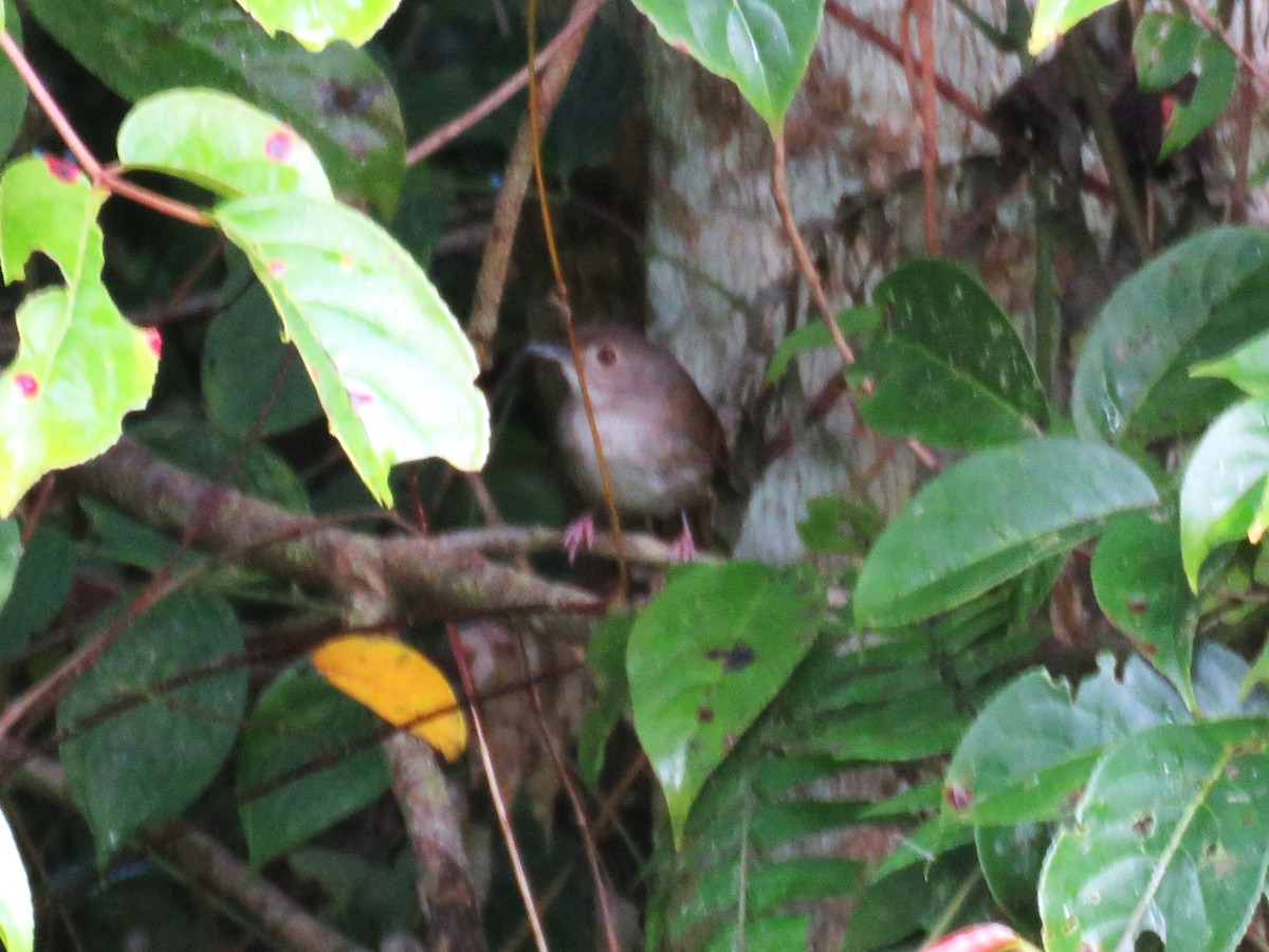 Sulawesi Babbler - ML645047329