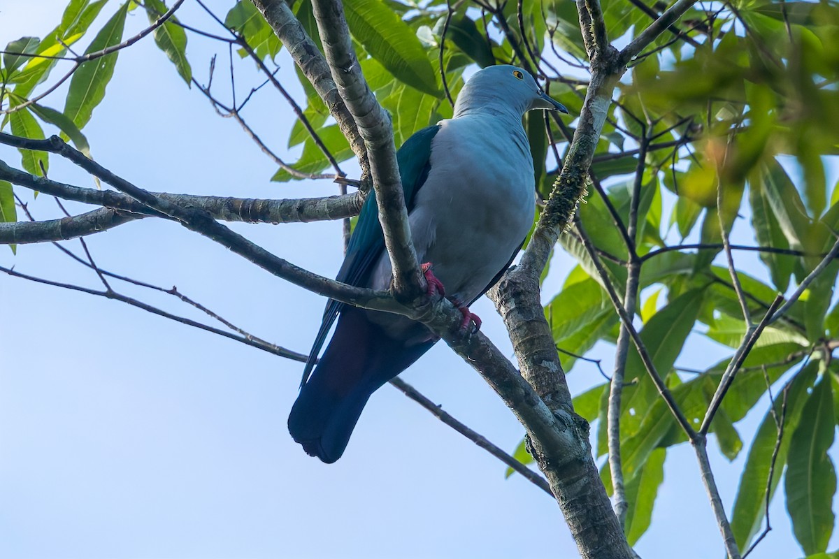 Geelvink Imperial-Pigeon - ML645047350