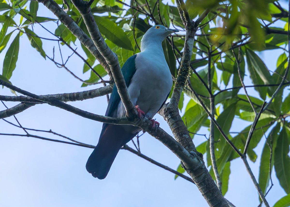 Geelvink Imperial-Pigeon - ML645047351