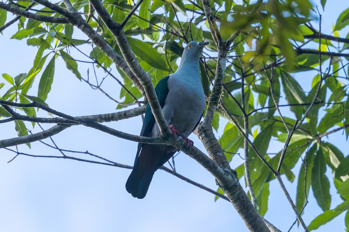 Geelvink Imperial-Pigeon - ML645047352