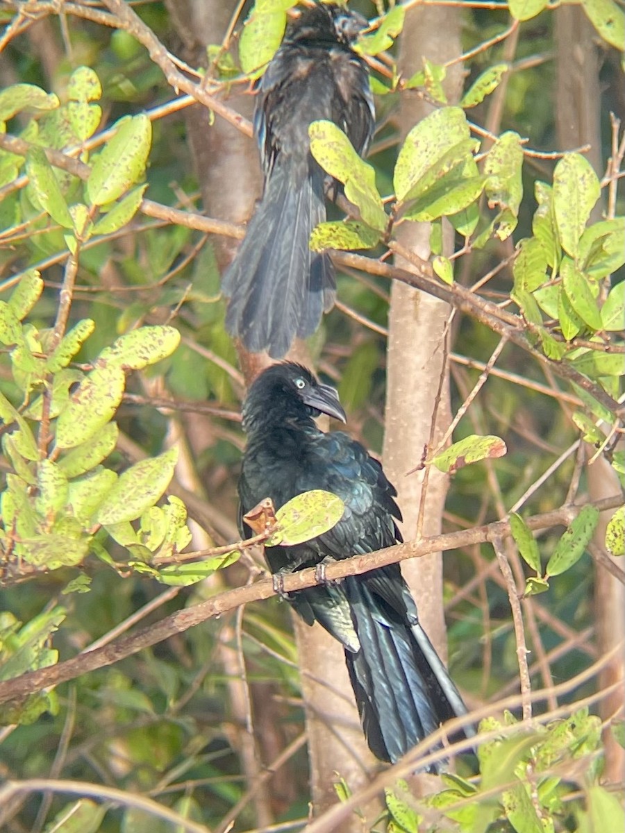 Greater Ani - ML645047354