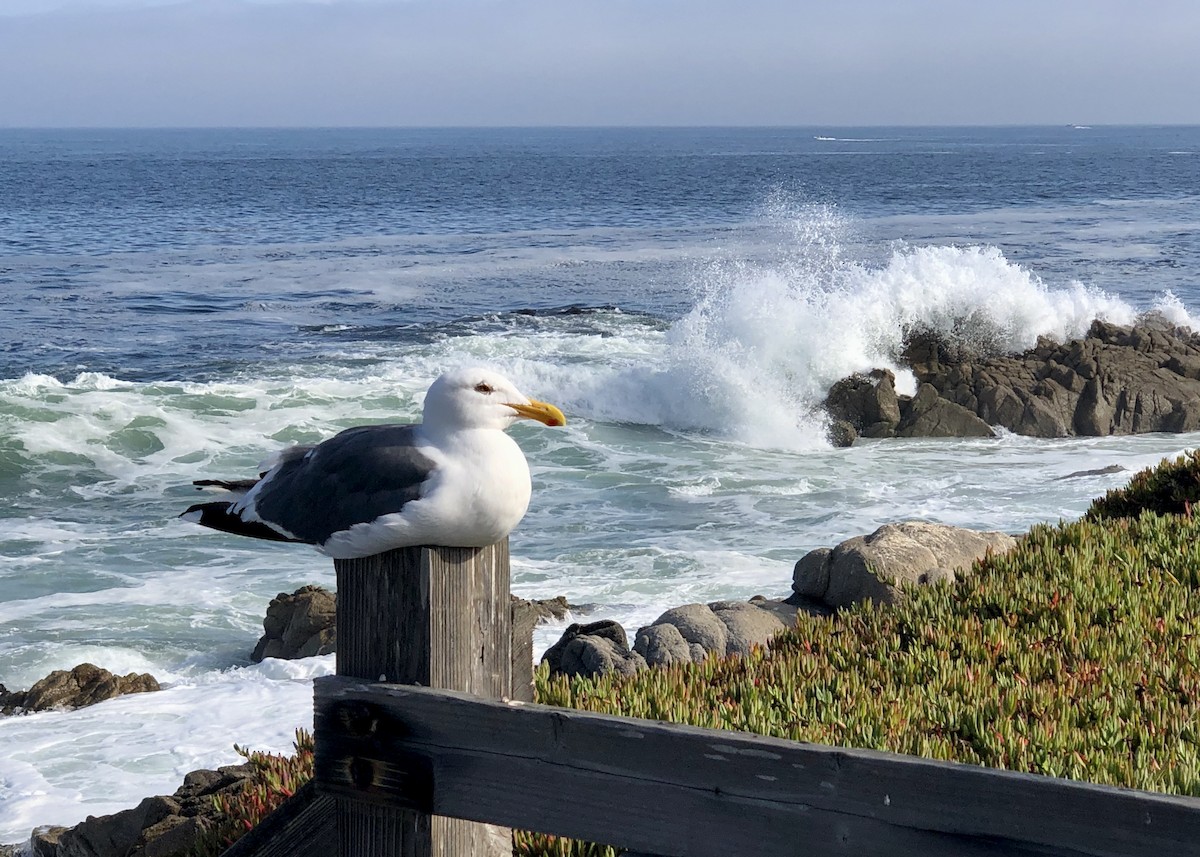 Western Gull - ML645047386
