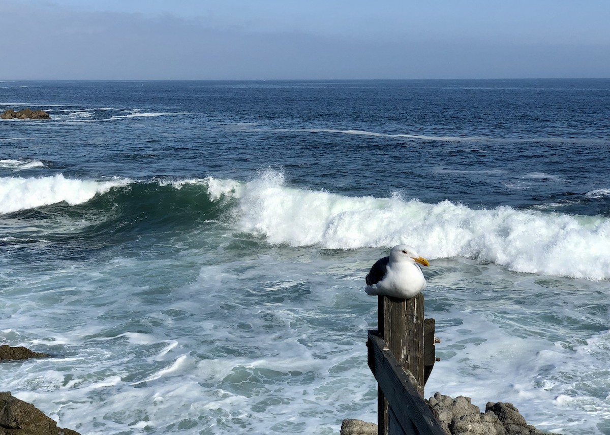 Western Gull - ML645047387