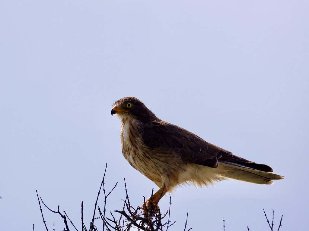 Grasshopper Buzzard - ML645047395