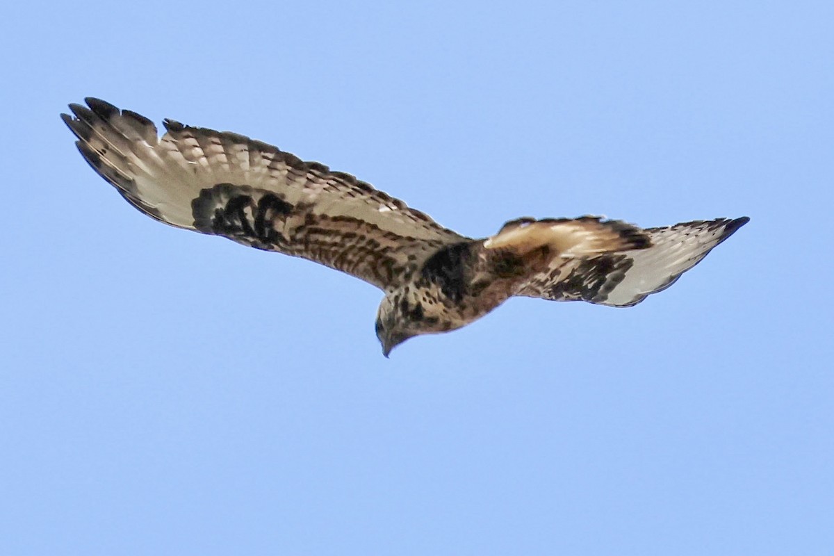 Rough-legged Hawk - ML645047396