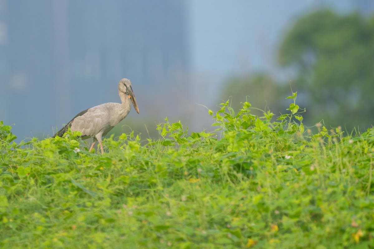 Asian Openbill - ML645047422