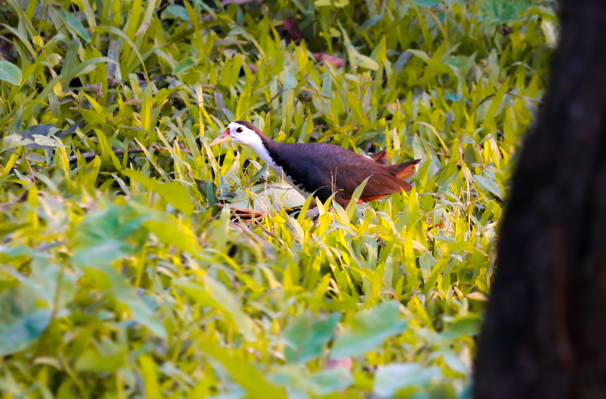 White-breasted Waterhen - ML645047425