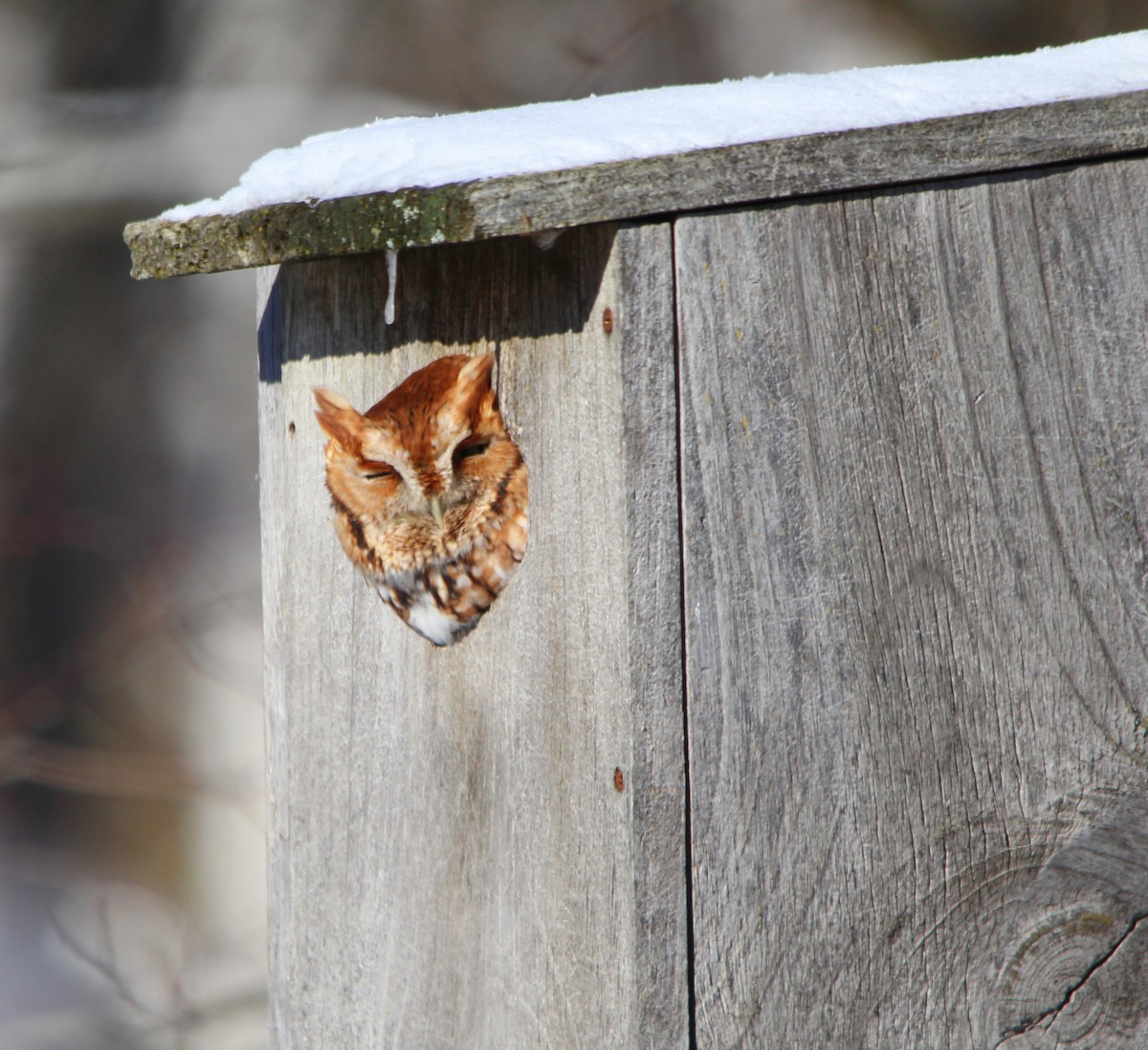 Eastern Screech-Owl - ML645047433