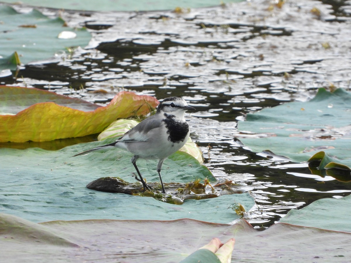 Bergeronnette grise - ML645047434