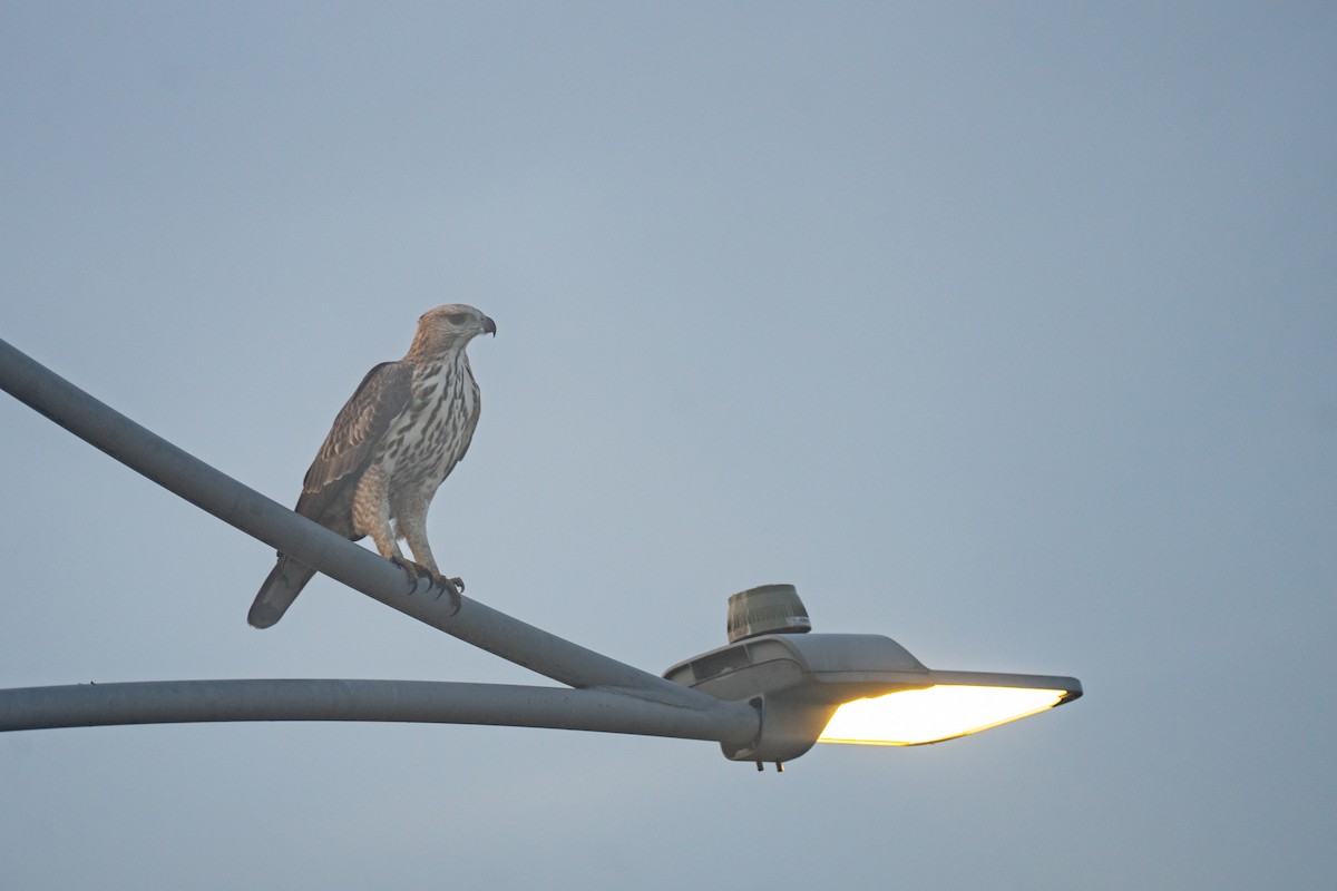 Changeable Hawk-Eagle - ML645047440